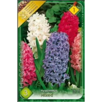 Zambile / Hyacinthus mixed (3buc)