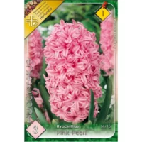 Zambile / Hyacinthus Pink Pearl (3buc)