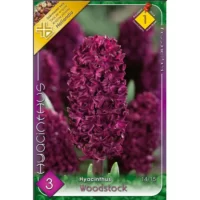 Zambile / Hyacinthus Woodstock (3buc)