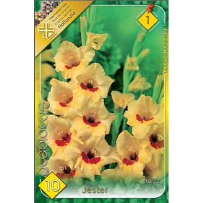 Bucurați-vă de flori frumoase toată vara cu Gladiolus Jester. Creșteți aceste flori uimitoare în grădina dvs. și adăugați un strop de culoare! 🌸