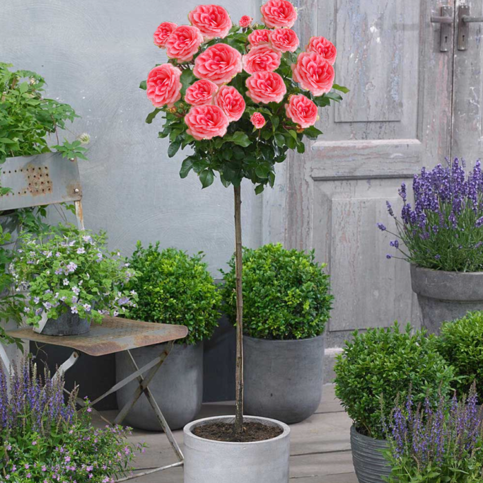 Trandafir tip pomișor Rosarium este o varietate elegantă, cunoscută pentru flori duble, bogate, cu nuanțe de roz aprins și o aromă delicată și îmbietoare.🌹