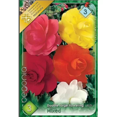 Begonia double large flowering mix are flori mari, duble, cu multiple straturi de petale, care pot fi de culori roșu, roz, portocaliu, galben și alb. 🌸🛒