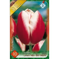 Lalele/ Tulipa triumph Leen van der Mark (10buc)