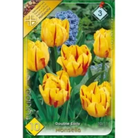 Ia-ti propriile Lalele/Tulipa double early Monsella pentru gradina ta! Cumpara-le acum si bucura-te de culorile spectaculoase! 🌸