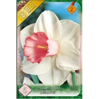 Narcise/ Narcissus Salome (5buc)