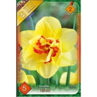 Narcise/ Narcissus Tahiti (5buc)