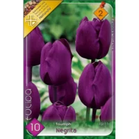 Lalele/ Tulipa triumph Negrita (10buc)