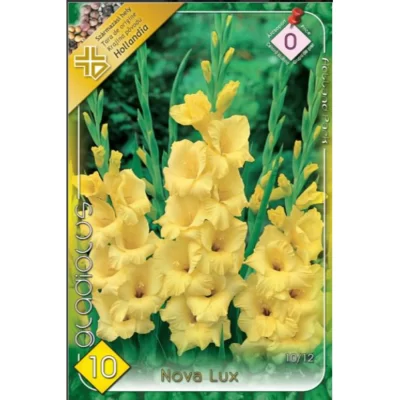 👉️Gladiolus Nova Lux este o floare ideală atât pentru aranjamente florale cât și pentru decorarea grădinilor.Comandă acum! 🌸
