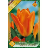 Descoperă frumusețea tulipanului Orange Emperor. Cumpără acum bulbii de Tulipa fosteriana Orange Emperor și adaugă o notă de culoare grădinii tale! 🌻