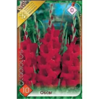 👉️Gladiolus Oscar este o floare ideală atât pentru aranjamente florale cât și pentru decorarea grădinilor.Comandă acum! 🌸