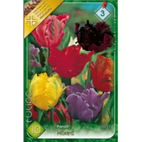 Tulipa parrot Papagal mixed aceste lalele sunt ideale pentru a adăuga un element de spectacol în borduri de grădină.Comandă acum! 🌸