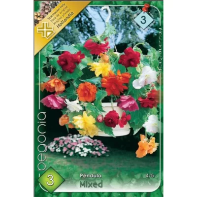 Explozia de culoare din grădina ta! Begonia pendula mixed aduce o energie vibrantă, înălțimea sa de 20-40 cm este perfectă pentru orice perioadă. 🌸🛒
