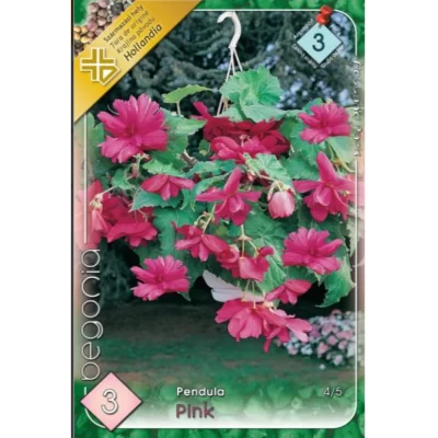 Begonia pendula pink (3 buc)