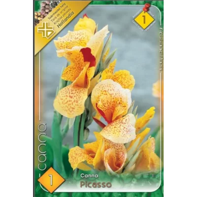 Intră într-o lume plină de culoare și frumusețe cu planta Canna indica Picasso. Adaugă un strop de exotism grădinii tale cu această minunăție! 🌼