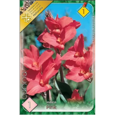 Obține un aspect vibrant în grădina ta cu Canna indica pink. Cu o înălțime de 60 cm, acest soi de cannă este perfect pentru decorul tău ! 🌸