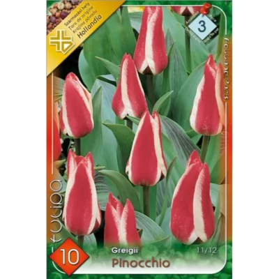 Descoperă magia florilor Tulipa greigii Pinocchio cu o înălțime de 20-40cm. Pregătește grădina ta pentru o primăvară colorată! 🌷