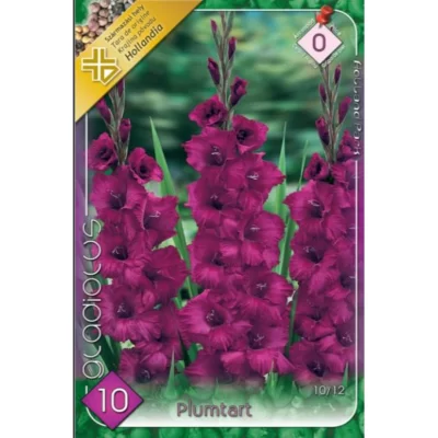 👉️Gladiolus Plumtart este o floare ideală atât pentru aranjamente florale cât și pentru decorarea grădinilor.Comandă acum! 🌸🛒