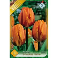 Lalele/ Tulipa triumph Princess Irene (10buc)