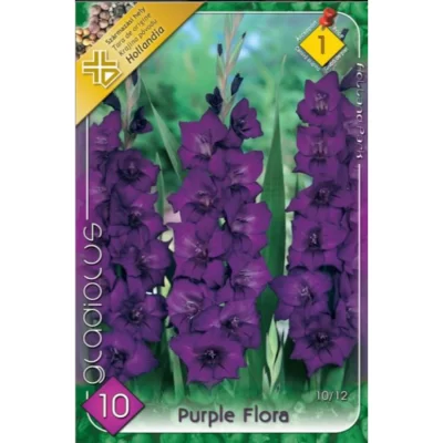 👉️Gladiolus Purple Flora este o floare ideală atât pentru aranjamente florale cât și pentru decorarea grădinilor.Comandă acum! 🌸