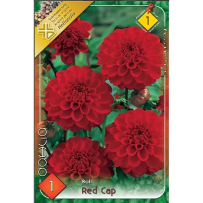 👉️Dahlia ball Red Cap ideală pentru borduri, grădini de flori, aranjamente florale și ghivece.Nu rata si comandă acum! 🌼