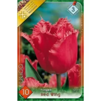 Lalele/ Tulipa fringed Red Wing (10buc)