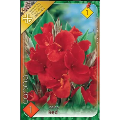 Transformați grădina dvs. într-un paradis cu florile de Canna indica roșii. Plantele ajung la o înălțime de 60 cm și vor atrage toate privirile! 🌺