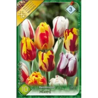 Tulipa Rembrandt mixed aceste lalele sunt ideale pentru a adăuga un element de artă în grădini, borduri, ghivece sau aranjamente florale. 🌷