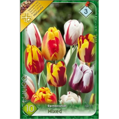 Tulipa Rembrandt mixed aceste lalele sunt ideale pentru a adăuga un element de artă în grădini, borduri, ghivece sau aranjamente florale. 🌷