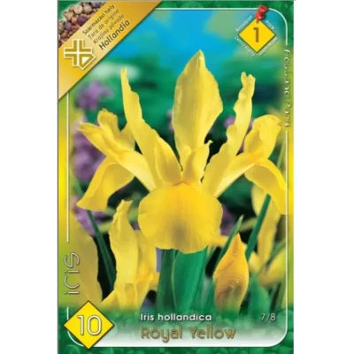 Bucură-te de culorile vibrante ale Iris Hollandica Royal Yellow în grădina ta! Acesți iriși vor înflori în mai-iunie.😍 Comandă acum! 🤗