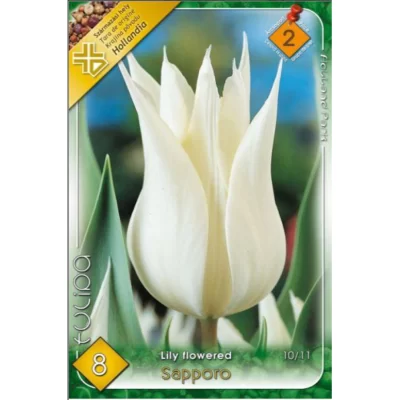 Tulipa lily flowered Sapporo ideală pentru borduri, grădini de primăvară, ghivece și aranjamente florale.Nu rata și comandă acum! 🌸