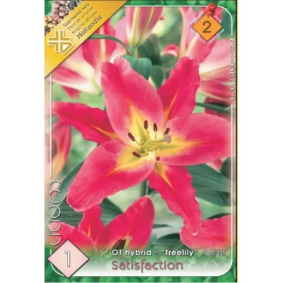 Înfrumusețează-ți grădina cu Lilium Satisfaction 'Tree lily', flori elegante și înalte de 60 cm. O alegere perfectă pentru primăvară și vară! 🌸