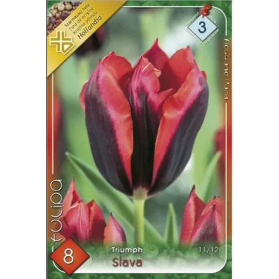 Lalele/ Tulipa triumph Slawa (8buc)