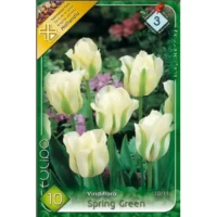 Lalele/ Tulipa viridiflora Spring Green (10buc)