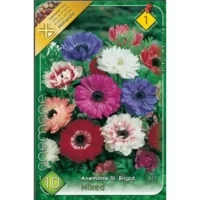 Anemone St. brigid varietate populară cu flori mari și bogat colorate, apreciată pentru aspectul său spectaculos și pentru gama sa de culori. 🌸🛒