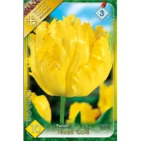 Tulipa parrot Texas Gold această lalea este ideală pentru borduri, grădini de primăvară, ghivece și aranjamente florale.Comandă acum! 🌸