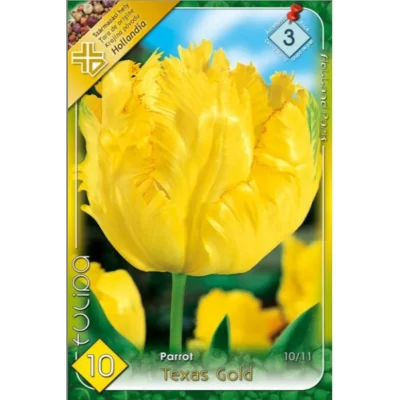 Tulipa parrot Texas Gold această lalea este ideală pentru borduri, grădini de primăvară, ghivece și aranjamente florale.Comandă acum! 🌸