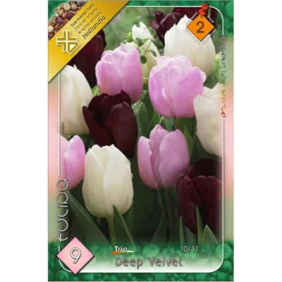 Tulipa Trio Deep Velvet este o alegere excelentă pentru grădinarii care doresc să aducă un aer sofisticat în curtea lor.Comandă acum! 🌷