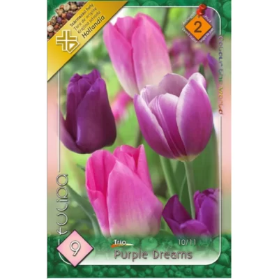 Bucură-te de frumusețea florilor Tulipa Trio Purple Dream în grădina ta. Comandă acum și transformă-ți spațiul verde într-un adevărat colț de paradis. 🌷
