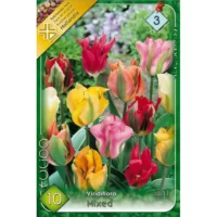 Lalele/ Tulipa viridiflora mixed (10 buc)