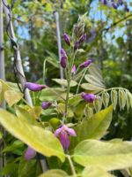 Glicină Roz Showa Beni, Wisteria brakybotrys la ghiveci - imagine 3