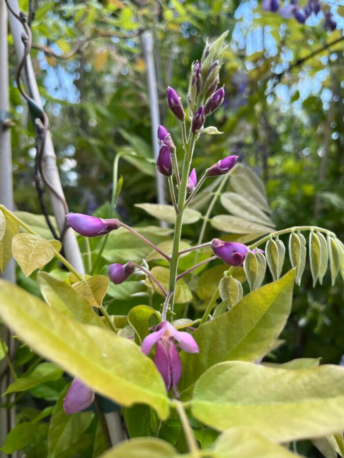 Glicină Roz Showa Beni, Wisteria brakybotrys la ghiveci - imagine 3