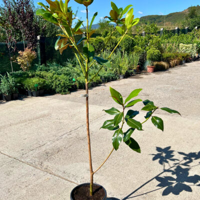 Magnolia Grandiflora - Pepiniera Sosa