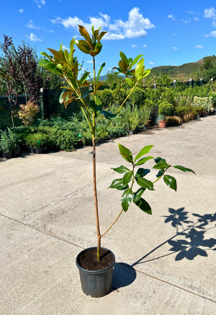 Magnolia Grandiflora - Pepiniera Sosa