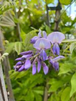Glicină Mov Ikoyama Fuji, Wisteria brakybotrys la ghiveci - imagine 4
