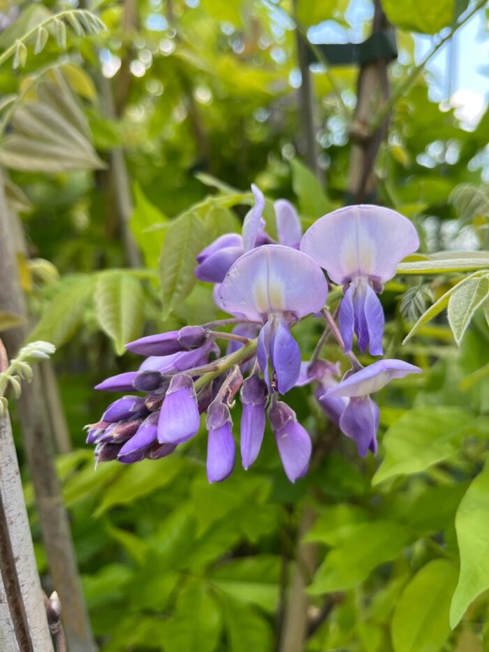 Glicină Mov Ikoyama Fuji, Wisteria brakybotrys la ghiveci - imagine 4