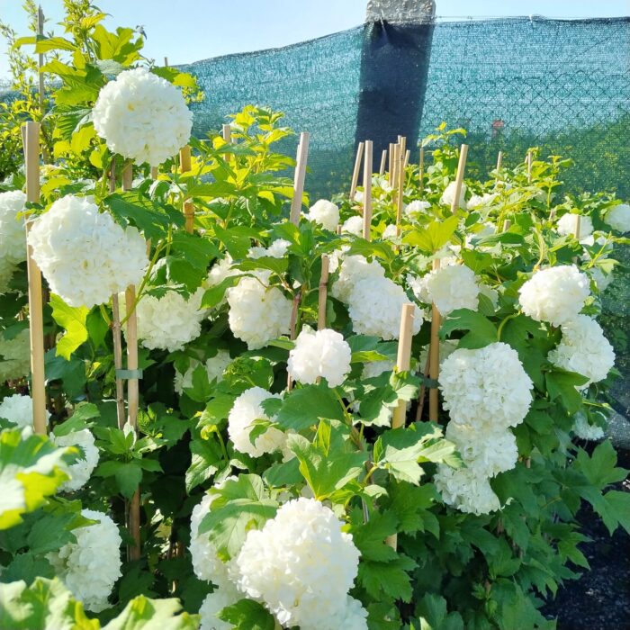 Călin Bulgăraș de zăpadă - Viburnum opulus Roseum, la ghiveci - imagine 4