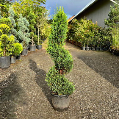 Cupressocyparis Leylandii Spirala - Pepiniera Sosa