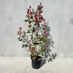 Photinia fraserii Red Robin la ghiveci - imagine 2