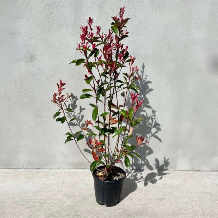 Photinia fraserii Red Robin la ghiveci - imagine 2