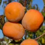 Kaki Rosseyanka la ghiveci 5L